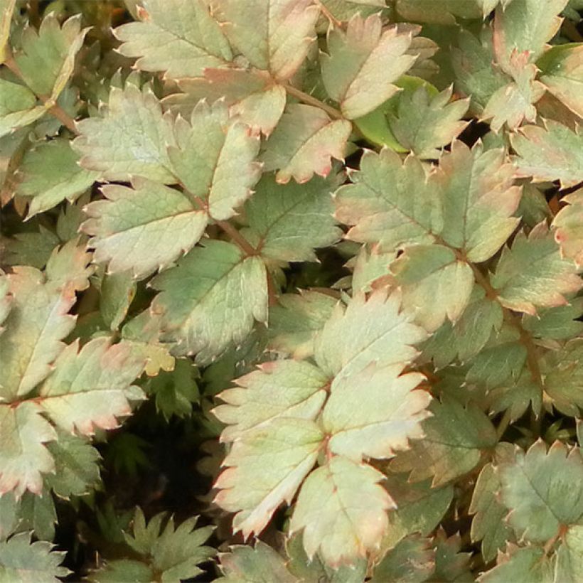 Acaena saccaticupula Blue Haze - Stachelnüßchen (Foliage)