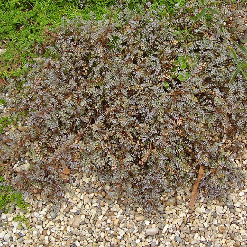 Acaena saccaticupula Blue Haze - Stachelnüßchen (Plant habit)
