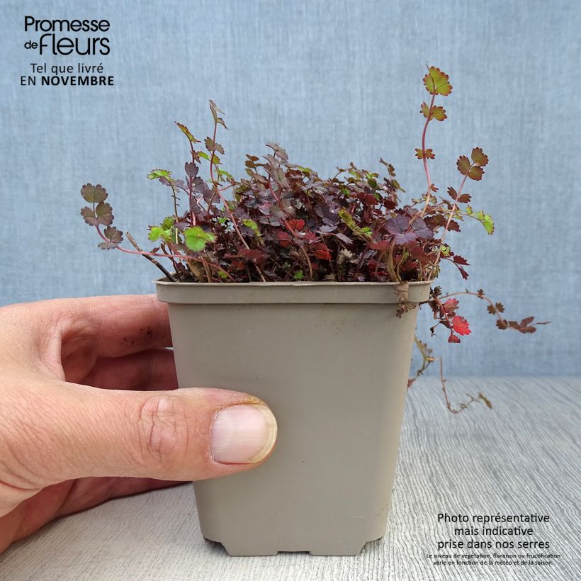 Example of Acaena inermis Purpurea - Stachelnüßchen Kleine Töpfe von 8/9 cm as you get in automne