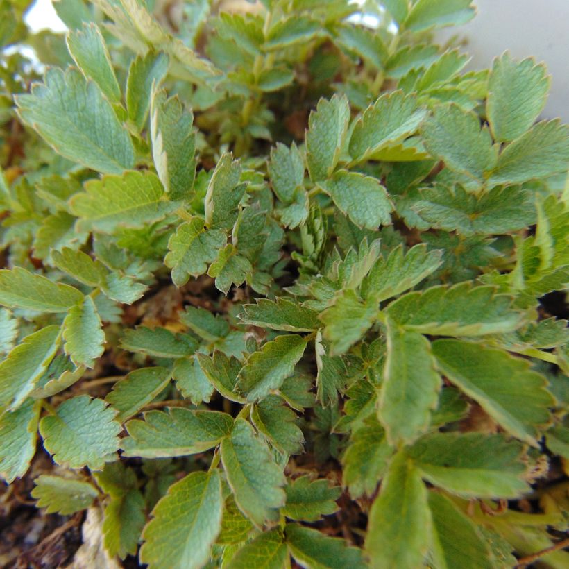 Acaena magellanica - Magellan-Stachelnüsschen (Foliage)