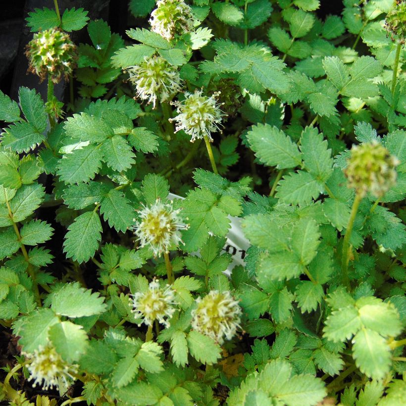 Acaena magellanica - Magellan-Stachelnüsschen (Flowering)