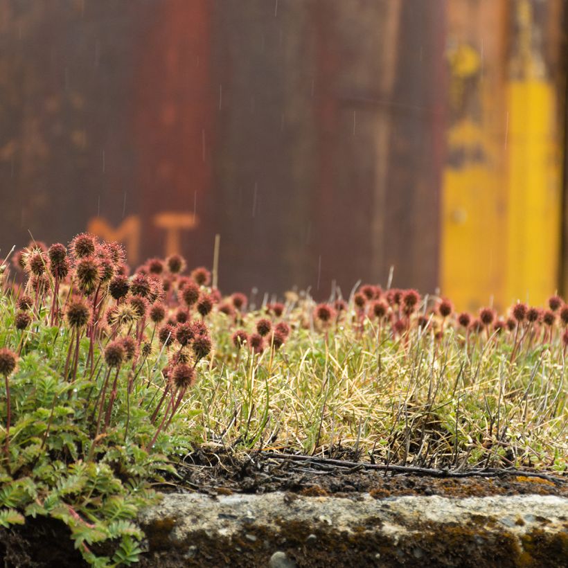 Acaena magellanica - Magellan-Stachelnüsschen (Plant habit)
