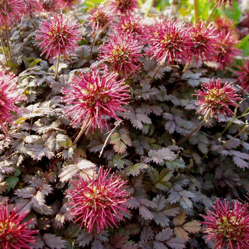 Acaena microphylla Kupferteppich - Stachelnüßchen (Flowering)