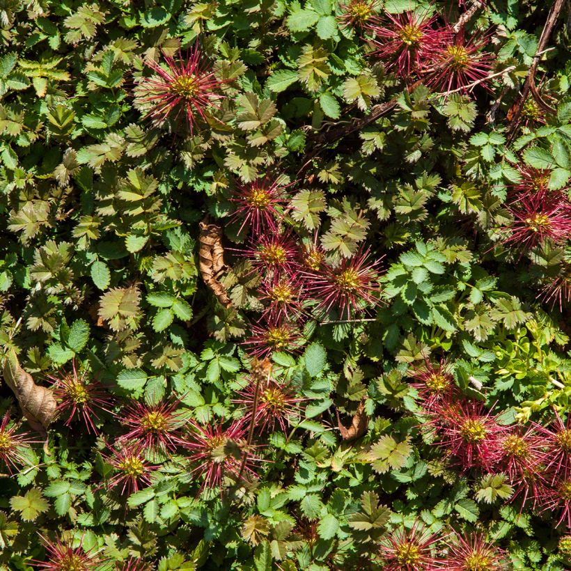 Acaena microphylla Kupferteppich - Stachelnüßchen (Foliage)