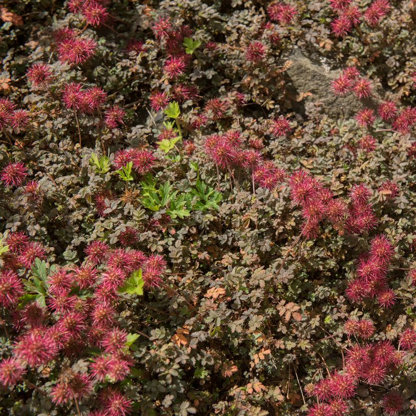 Acaena microphylla Kupferteppich - Stachelnüßchen (Plant habit)