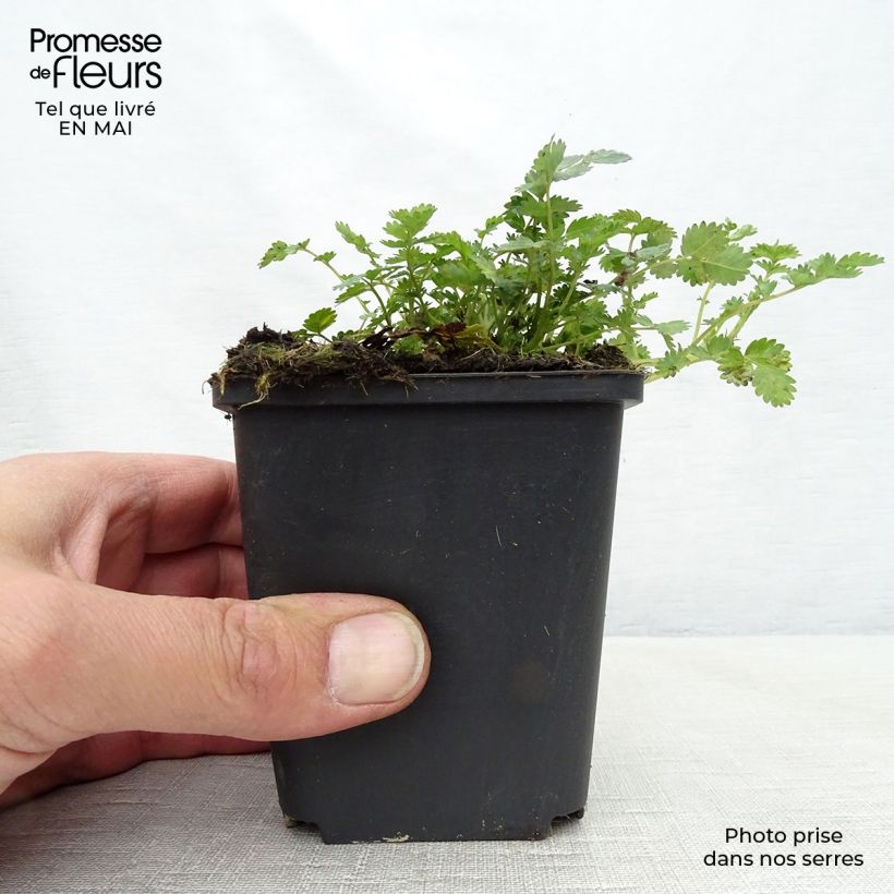 Exemplar von Acaena microphylla - Stachelnüßchen Kleine Töpfe von 8/9 cm wie im Frühjahr geliefert