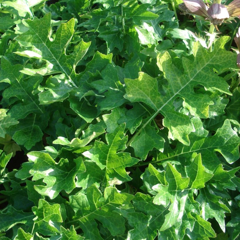 Acanthus hungaricus White Lips - Balkan-Bärentatze (Foliage)