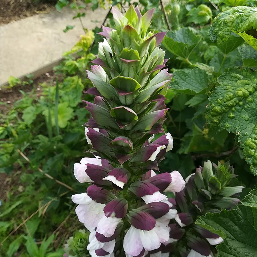 Acanthus hungaricus White Lips - Balkan-Bärentatze (Flowering)