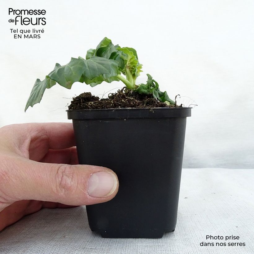 Exemplar von Acanthus Morning Candle - Akanthus Kleine Töpfe von 8/9 cm wie im Frühjahr geliefert