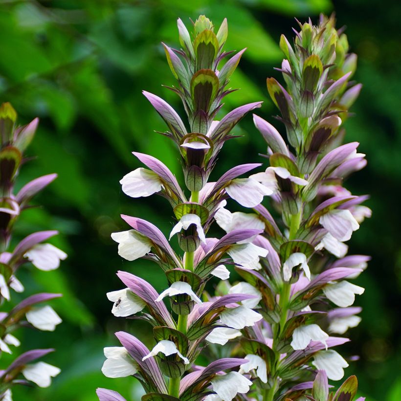 Acanthus Morning Candle - Akanthus (Flowering)