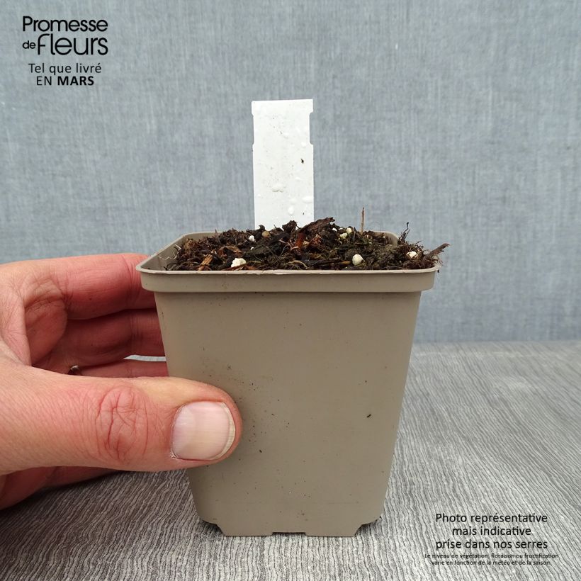 Exemplar von Acanthus mollis Latifolius - Weicher Akanthus Kleine Töpfe von 8/9 cm wie im Winter geliefert