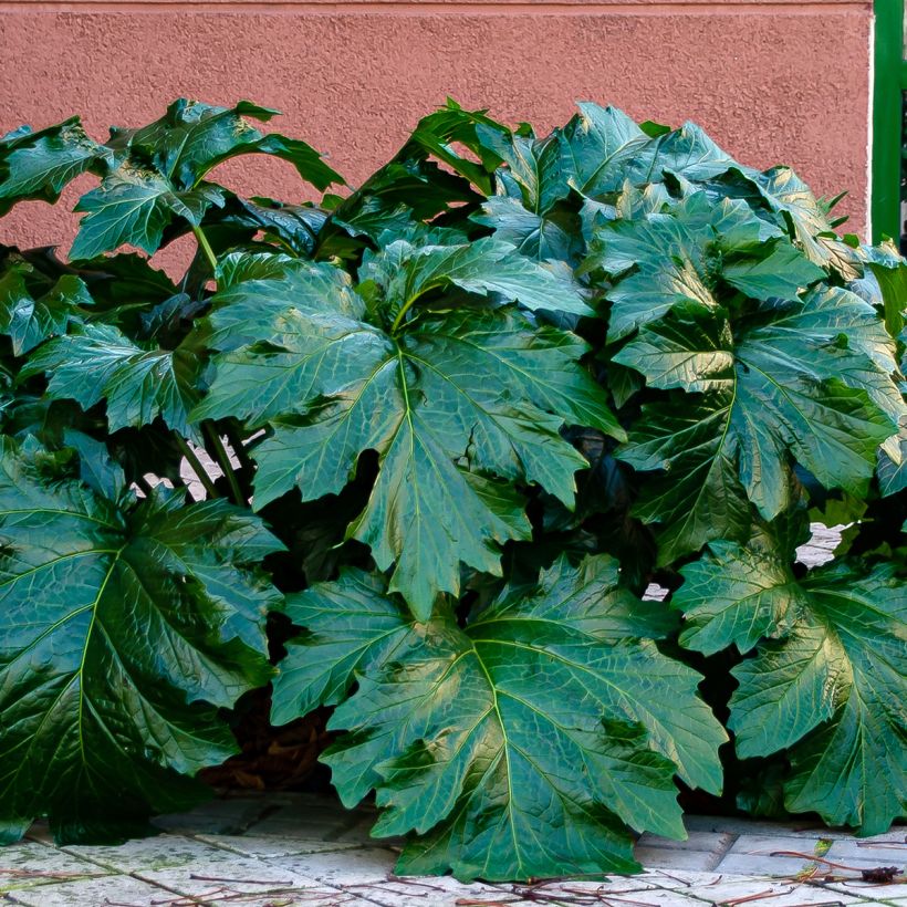 Acanthus spinosus - Dorniger Akanthus (Foliage)