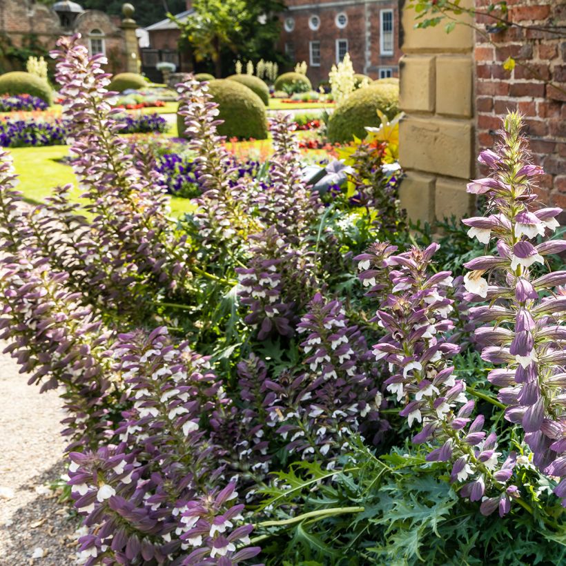 Acanthus spinosus - Dorniger Akanthus (Plant habit)
