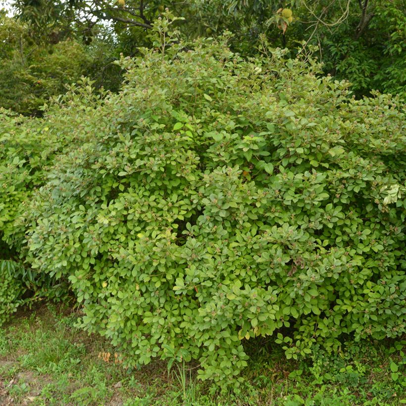 Acanthopanax henryi (Plant habit)