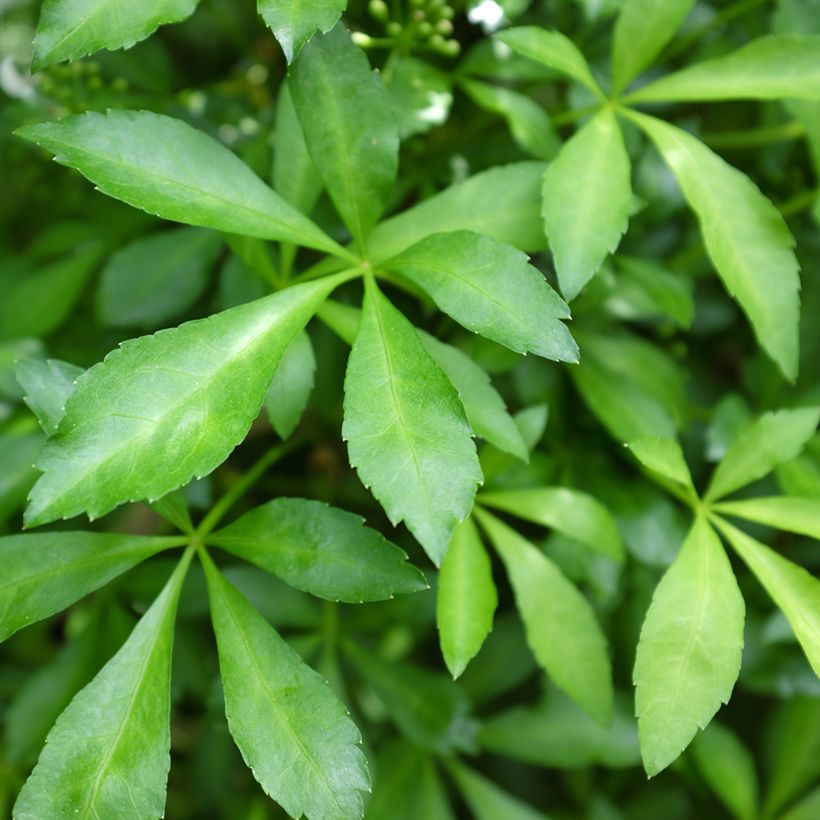 Acanthopanax henryi Nana (Foliage)