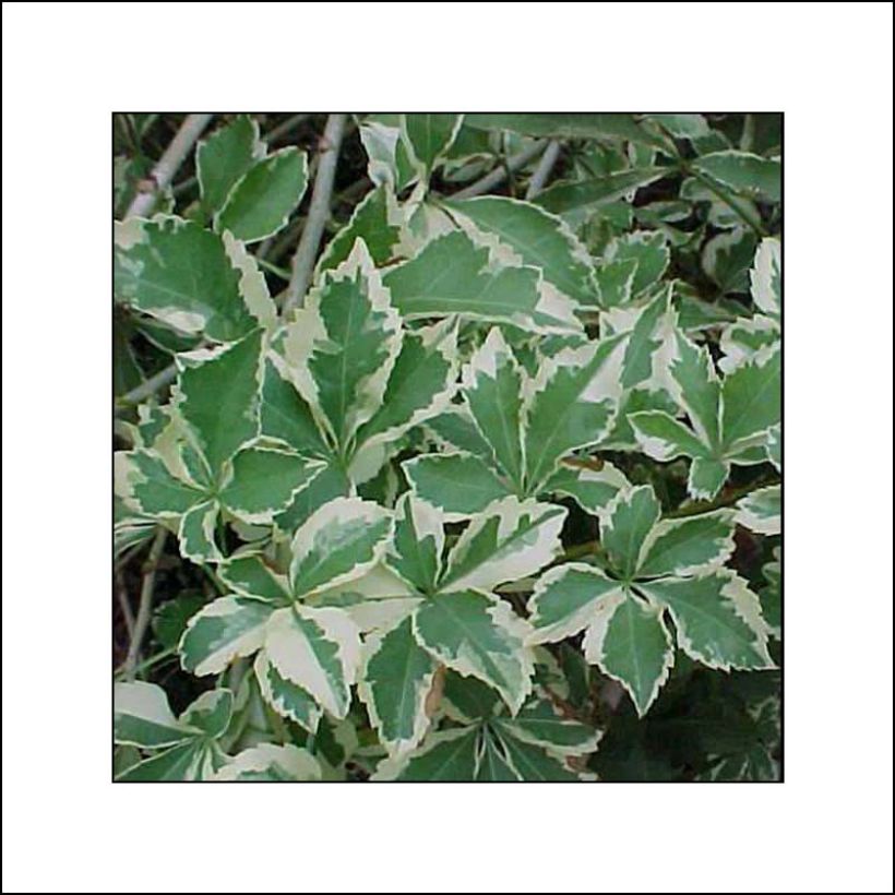 Acanthopanax sieboldii Variegatus (Foliage)