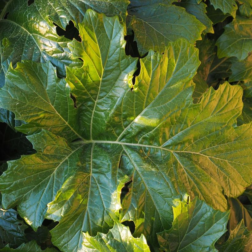 Acanthus Morning Candle - Akanthus (Foliage)
