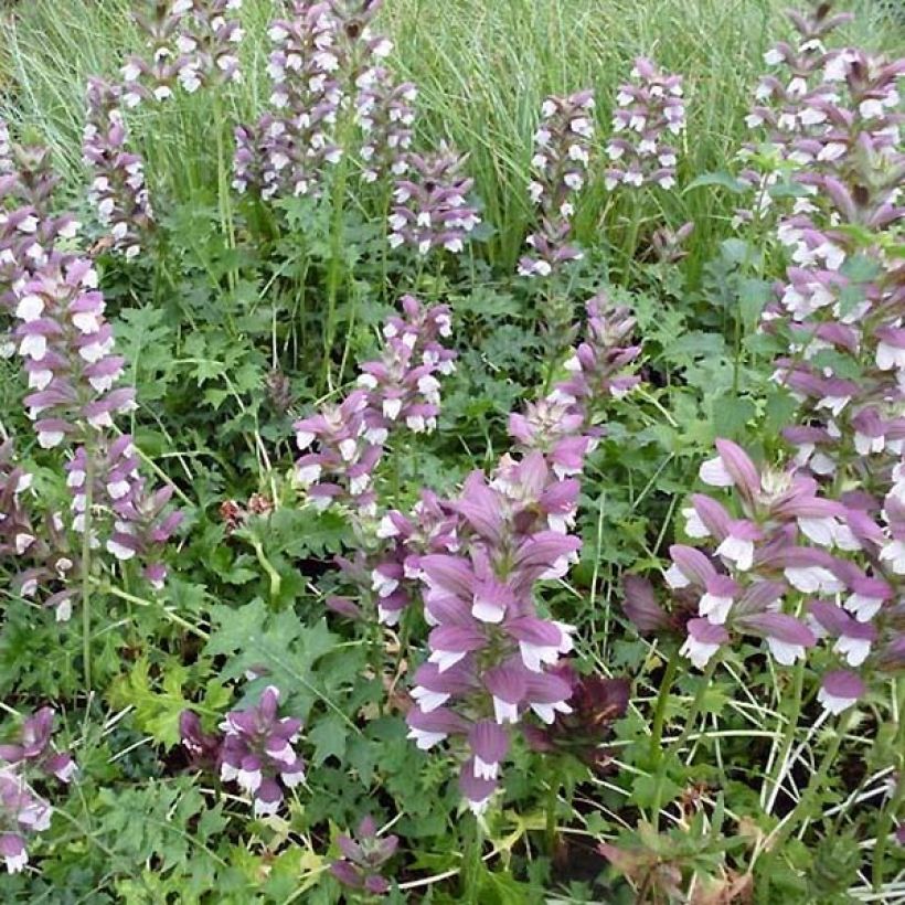 Acanthus Morning Candle - Akanthus (Plant habit)
