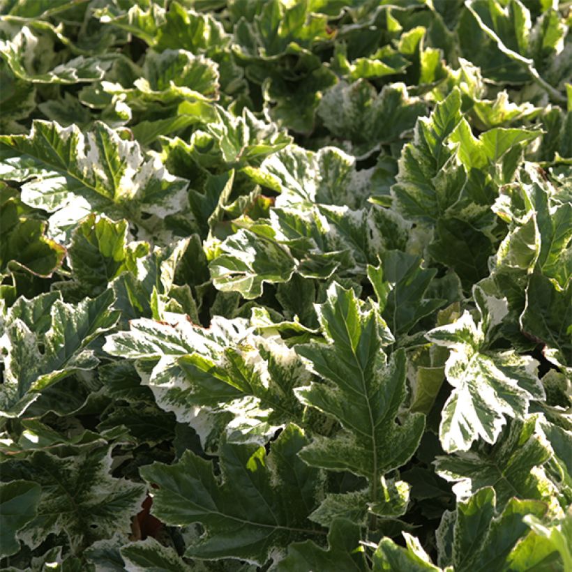 Acanthus mollis Whitewater - Weicher Akanthus (Foliage)
