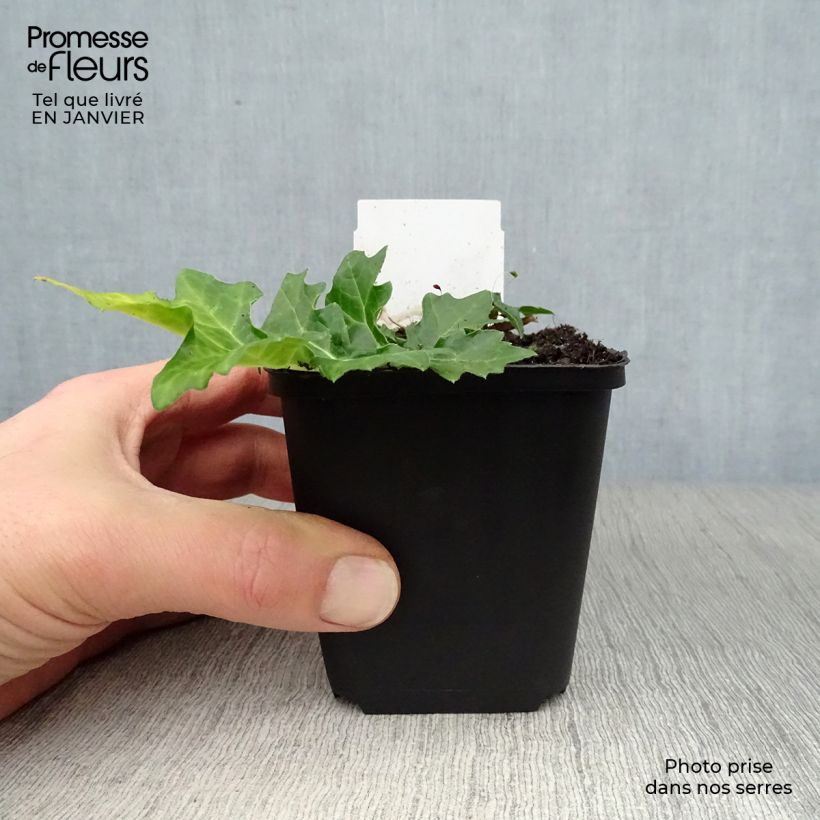 Exemplar von Acanthus hungaricus - Balkan-Bärentatze Kleine Töpfe von 8/9 cm wie im Winter geliefert