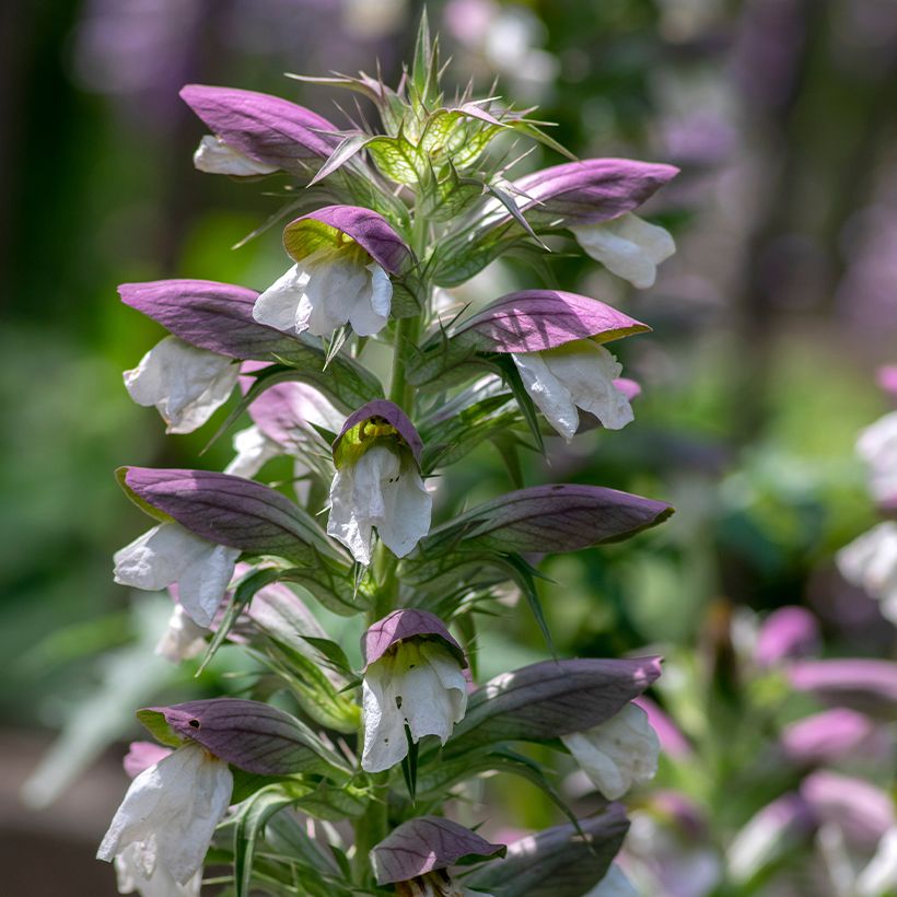 Acanthus hungaricus - Balkan-Bärentatze (Flowering)