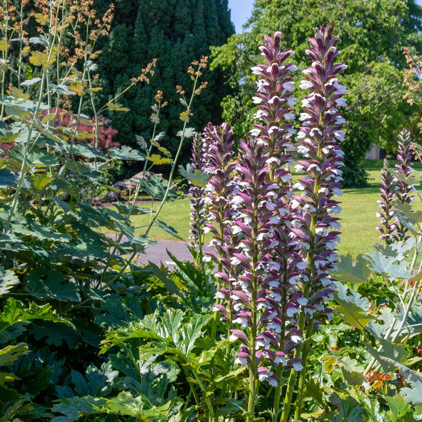 Acanthus hungaricus - Balkan-Bärentatze (Plant habit)