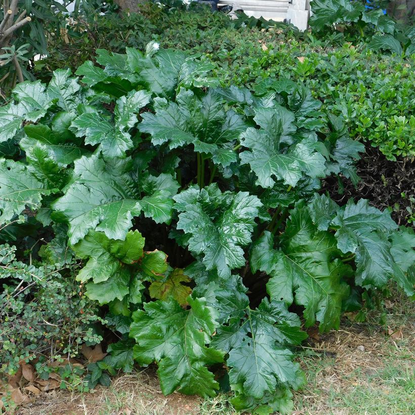 Acanthus mollis - Weicher Akanthus (Foliage)