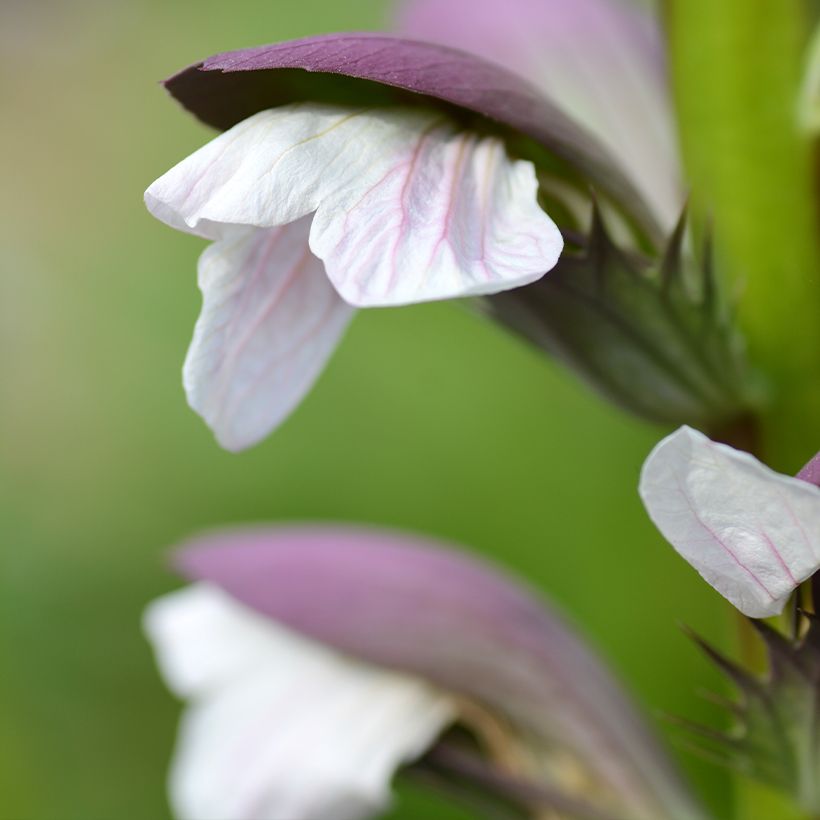 Acanthus mollis - Weicher Akanthus (Flowering)