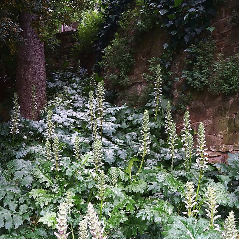 Acanthus mollis - Weicher Akanthus (Plant habit)