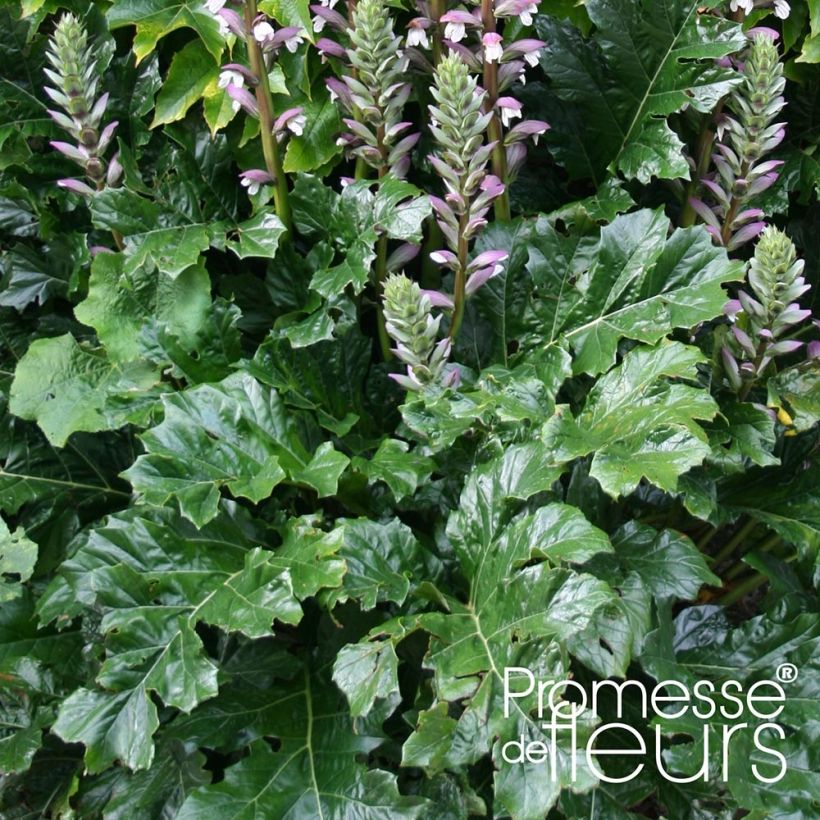 Acanthus mollis Latifolius - Weicher Akanthus (Foliage)