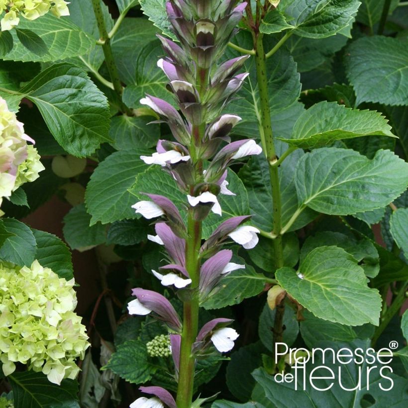 Acanthus mollis Latifolius - Weicher Akanthus (Flowering)
