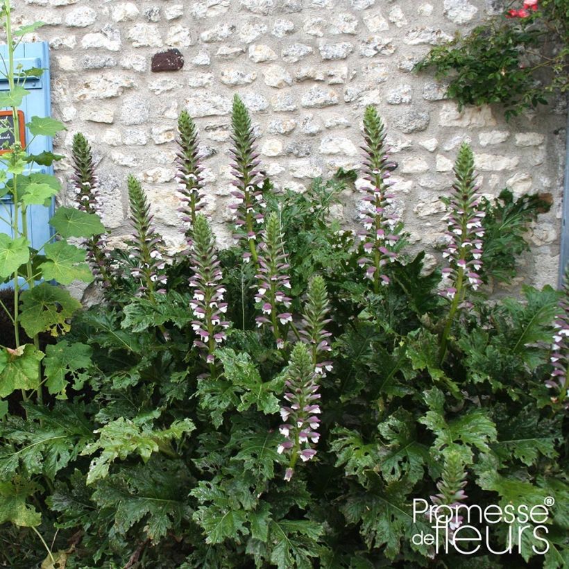 Acanthus mollis Latifolius - Weicher Akanthus (Plant habit)