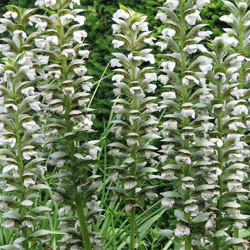 Acanthus mollis Rue Ledan - Weicher Akanthus (Flowering)