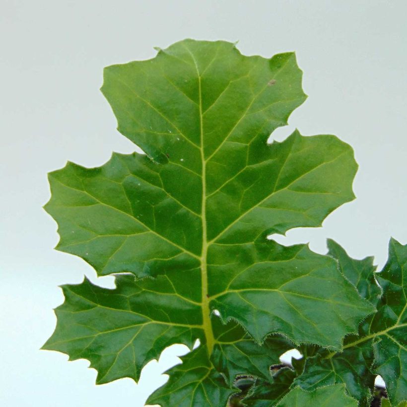 Acanthus mollis Rue Ledan - Weicher Akanthus (Foliage)