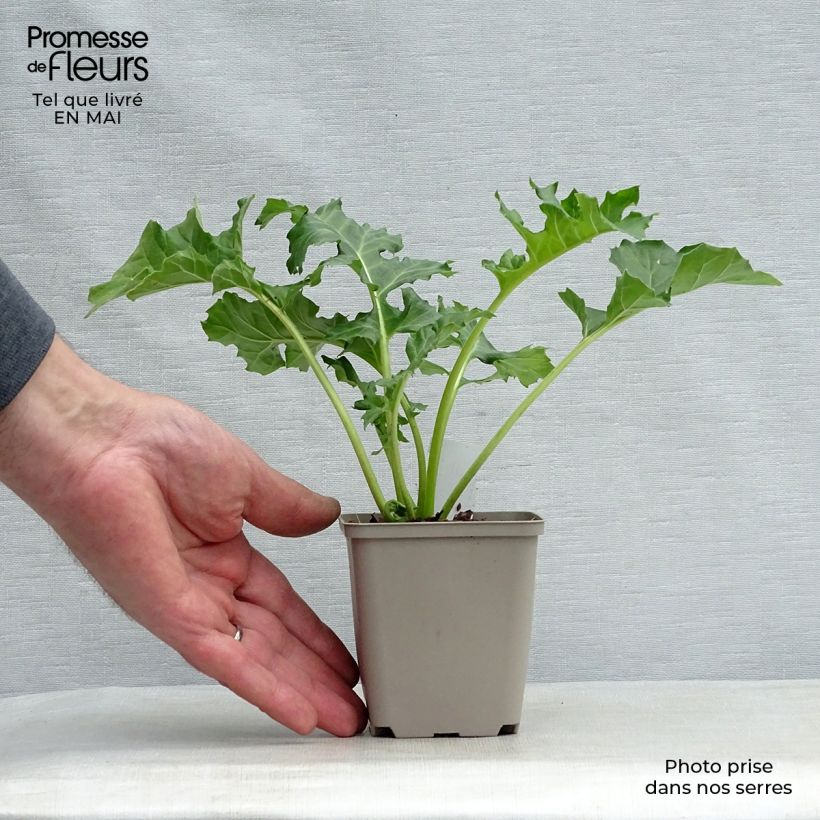 Exemplar von Acanthus mollis Rue Ledan - Weicher Akanthus Kleine Töpfe von 8/9 cm wie im Frühjahr geliefert