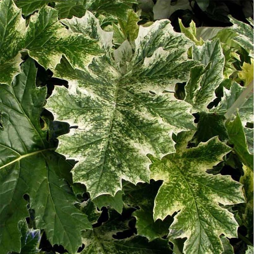 Acanthus mollis Tasmanian Angel - Weicher Akanthus (Foliage)