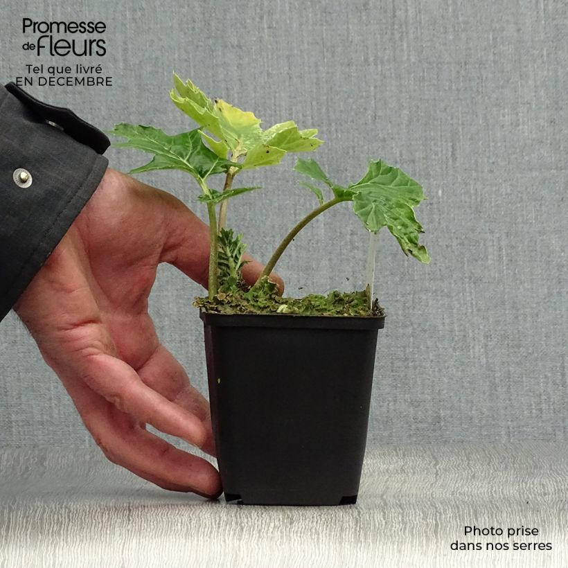 Exemplar von Acanthus mollis Tasmanian Angel - Weicher Akanthus Kleine Töpfe von 8/9 cm wie im Winter geliefert