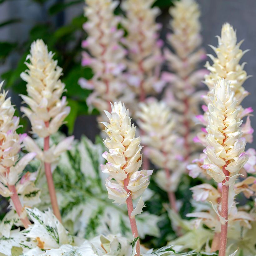 Acanthus mollis Tasmanian Angel - Weicher Akanthus (Flowering)
