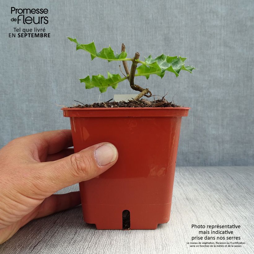 Exemplar von Acanthus sennii Topf mit 1L/1,5L wie im Herbst geliefert