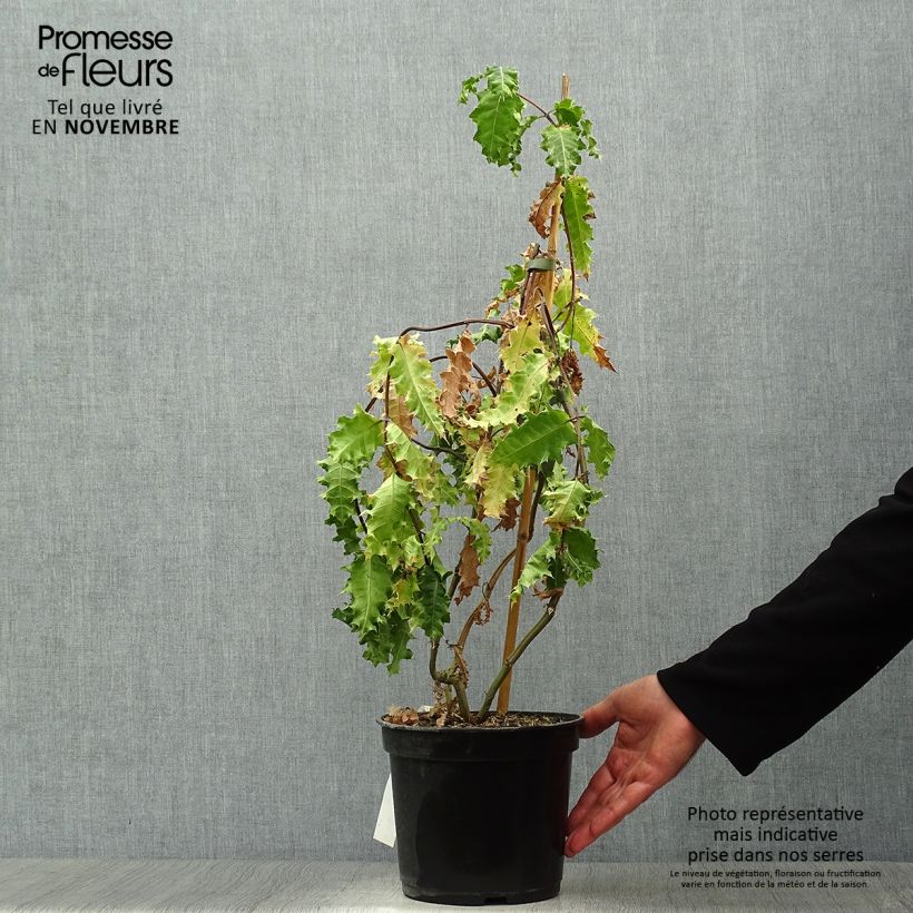 Example of Acanthus sennii Topf mit 4L/5L as you get in automne