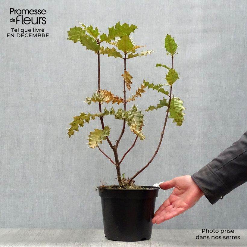 Exemplar von Acanthus sennii Topf mit 4L/5L wie im Winter geliefert