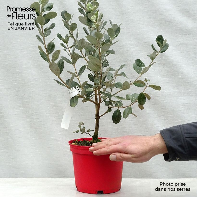 Exemplar von Brasilianische Guave Coolidge - Feijoa sellowiana Topf mit 2L/3L wie im Winter geliefert