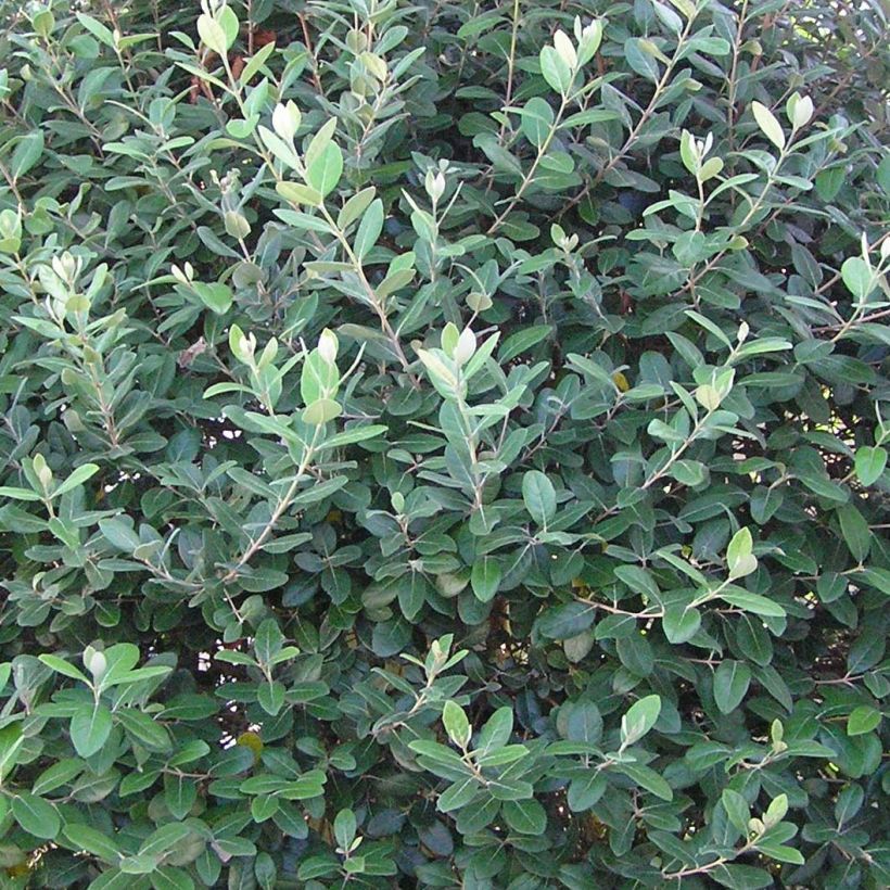 Brasilianische Guave Gemini - Acca sellowiana (Foliage)