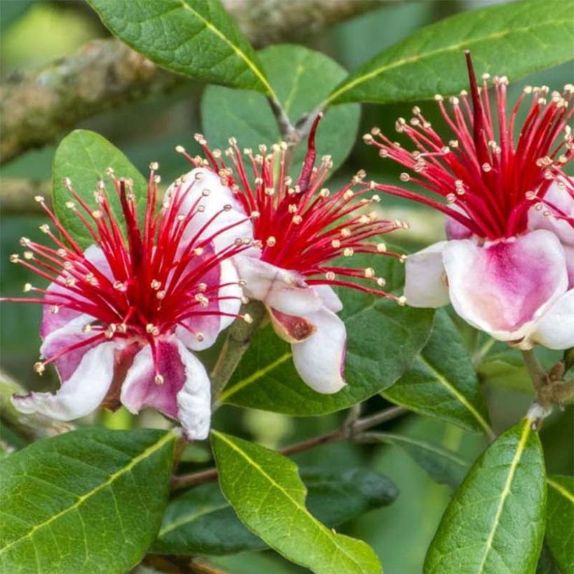 Brasilianische Guave Gemini - Acca sellowiana (Flowering)