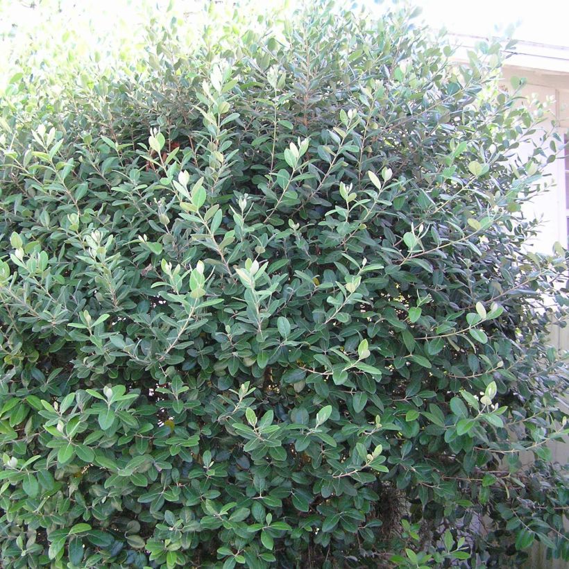 Brasilianische Guave Gemini - Acca sellowiana (Plant habit)