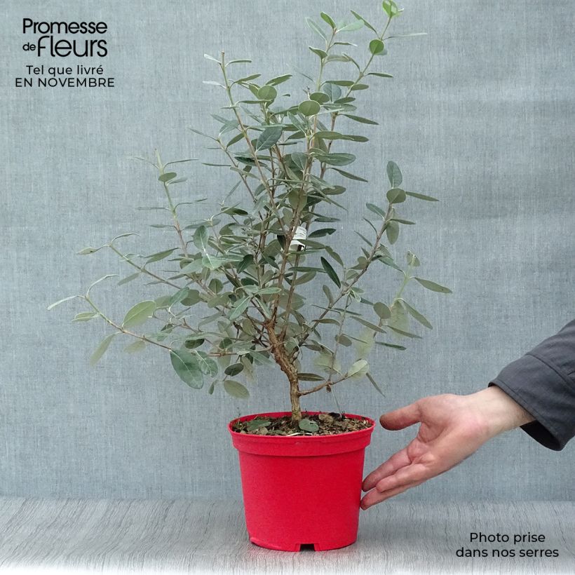 Example of Brasilianische Guave Gemini - Acca sellowiana Topf mit 3L/4L as you get in automne