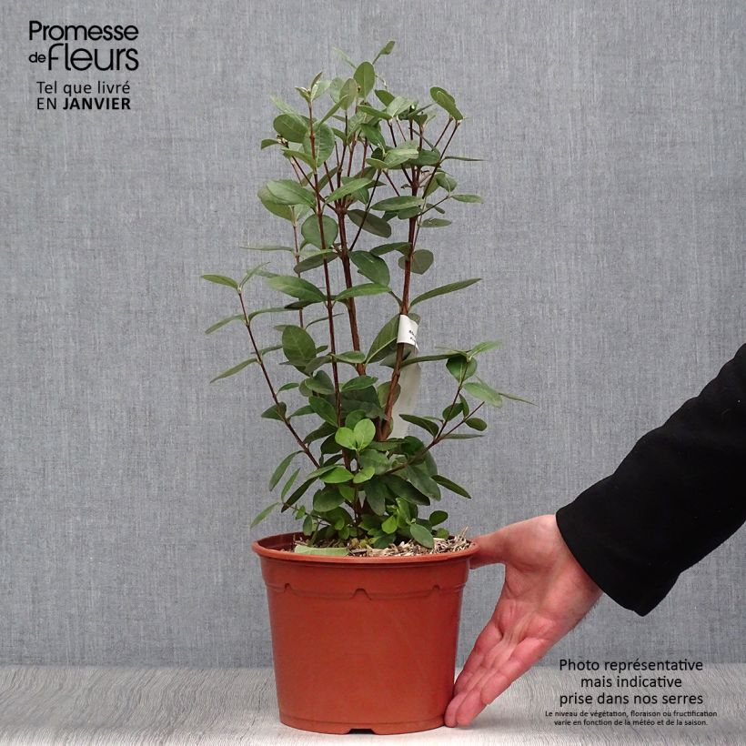 Exemplar von Brasilianische Guave - Acca sellowiana Topf mit 2L/3L wie im Winter geliefert