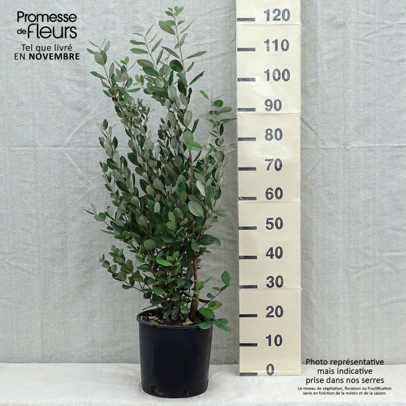 Example of Brasilianische Guave - Acca sellowiana Topf mit 7,5L/10L as you get in automne