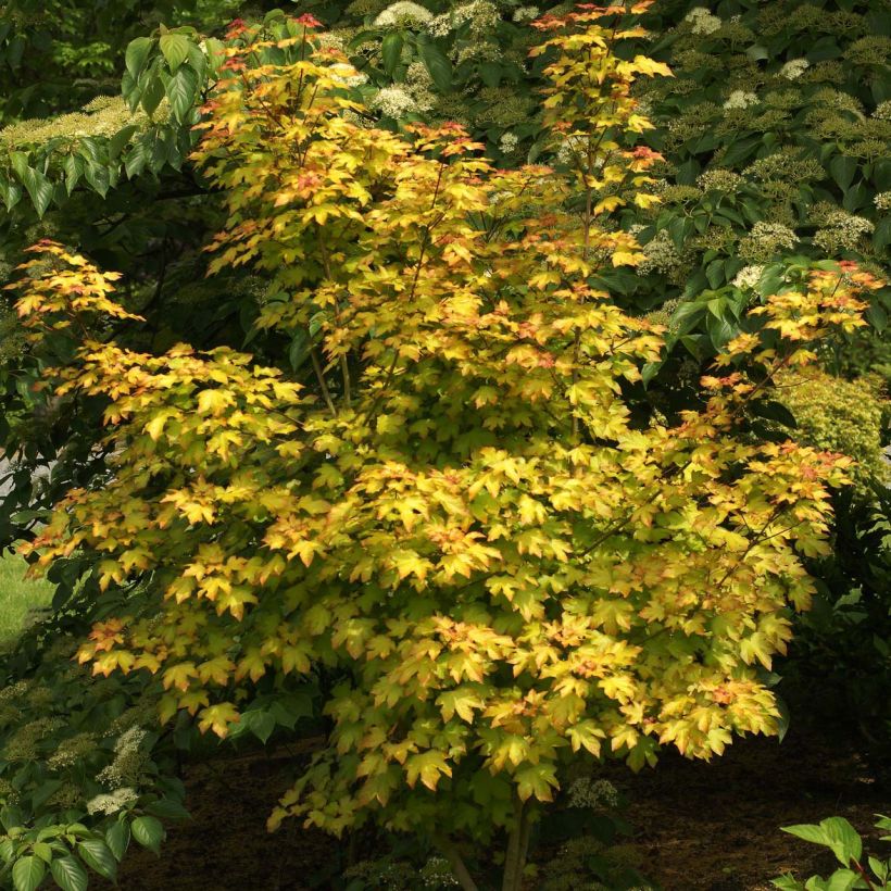 Acer Orientalia - Ahorn (Plant habit)