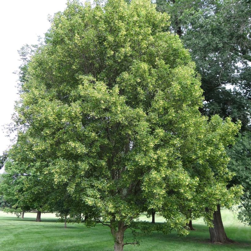 Dreispitz-Ahorn - Acer buergerianum (Plant habit)